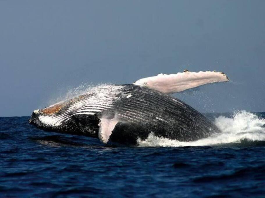 Whales & Waves Vila Hermanus Exterior foto